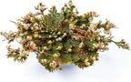 Incense Garden Rose of Jericho Flower The Resurrection Plant (2 Roses)