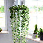 String of Pearls Live Plant, Rare Succulent Houseplant Indoor Home Decoration