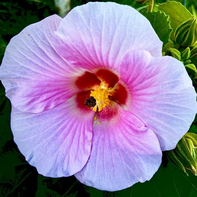 3 Hardy Hibiscus Plants Live, Well Rooted Hibiscus Flower 4-7'' Tall, Flowering Shrub for Garden or Containers Planting (Pink with Red Center)