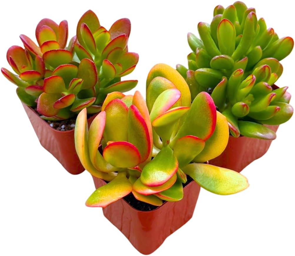 Succulents Plants Live Jade Plant 2" 3-Pack Mystery Collection, Live Jade Plant Starter Collection, Live Succulent Plants in Grower Pots with Succulent Soil Mix by The Succulent Cult