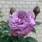 30+ Colin Craven Rose Seeds Fragrant Perennial Purple Bloom English Garden Rose Rare Hardy Flower