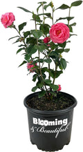 Blooming & Beautiful - Jerry Hill Camellia - 3 gal - Evergreen Shrub - Large, Deep Pink Blooms - Flowers Late Winter to Early Spring - Zones 6-9 - Camellia Japonica 'Jerry Hill' - 3 Gallon Pot