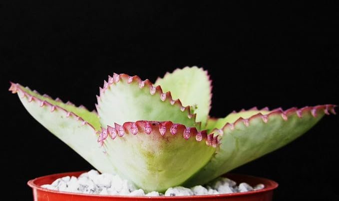 Mother of Thousands Kalanchoe Daigremontiana Mexican Hat Plant Rare Succulent cpicta (4" Plant)