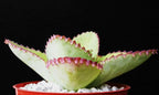 Mother of Thousands Kalanchoe Daigremontiana Mexican Hat Plant Rare Succulent cpicta (4" Plant)