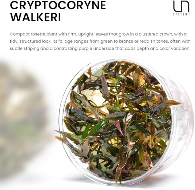 Ultum Nature Systems Live Plants - Crypt Walkeri (Cryptocoryne Walkeri) - Low to Medium Light, Green and Bronze Accent, Foreground to Midground Placement, Rosette Growth - Tissue Culture