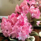Light Pink Azalea Plant Live, 7 Months Old Rhododendron Like, Azalea Rhododendron Tree Flowers Plants Live Bush in Pot