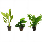 Potted Live Aquarium Plants Bundle - Easy and Snail Free Aquatic Plants (3 Pots)