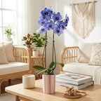 Green Circle Growers 5IN Watercolor Lavender Orchid in Hollywood Pink Ceramic Pot | Premium Live Orchid Plant | Modern Indoor Décor