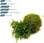 SubstrateSource Live Planted Decor - Mini Bolbitis on Clay Moss Ball - Deep Green Fern Leaves Freshwater Aquatic Plant, Low Light, Foreground to Midground Tank Placement for Aquascaping - 1 Pack