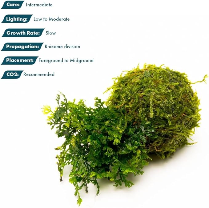 SubstrateSource Live Planted Decor - Mini Bolbitis on Clay Moss Ball - Deep Green Fern Leaves Freshwater Aquatic Plant, Low Light, Foreground to Midground Tank Placement for Aquascaping - 1 Pack