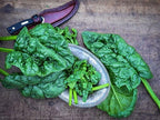 Organic Bloomsdale Spinach Seeds Pack – 400+ High Germination Non-GMO Heirloom Spinach Seeds for Planting – Great in Soil or Hydroponic
