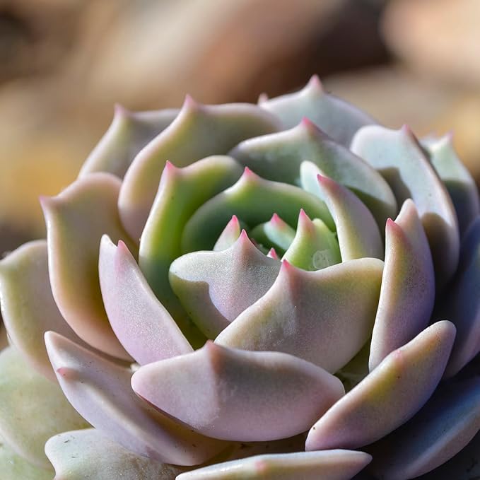 Altman Plants, Lola Echeveria Succulent Plants Live Succulents Plants Live with Pot, Live Indoor Plants Live Houseplants Live Indoor House Plants Indoors Live Plants Outdoor Plants Live Outdoor Plants