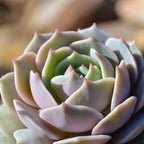 Altman Plants, Lola Echeveria Succulent Plants Live Succulents Plants Live with Pot, Live Indoor Plants Live Houseplants Live Indoor House Plants Indoors Live Plants Outdoor Plants Live Outdoor Plants