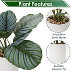 Briful Small Fake Plant 13" Faux Calathea Plants Indoor Artificial Potted Plant in White Ceramic Greenery House Plant for Home Table Office Bathroom Shelf Living Room Desk Decoration