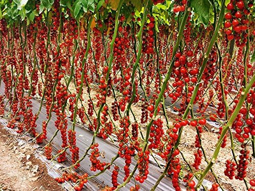 20 Italian Sicilian Ciliegino Cherry Tomato Seeds, Heirloom Non-GMO, Rare, Classic, Indeterminate, Open-Pollinated, Productive, Delicious US Grown Solanum lycoperscium