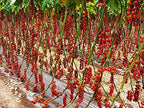 20 Italian Sicilian Ciliegino Cherry Tomato Seeds, Heirloom Non-GMO, Rare, Classic, Indeterminate, Open-Pollinated, Productive, Delicious US Grown Solanum lycoperscium