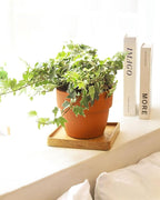 Golden English Ivy (6 inch) - Air-Purifying Houseplants - 4/6 inch Unique Live Decorative Houseplants - Low-Maintenance Indoor Plants, House Warming Gift, Natural Air Purifier