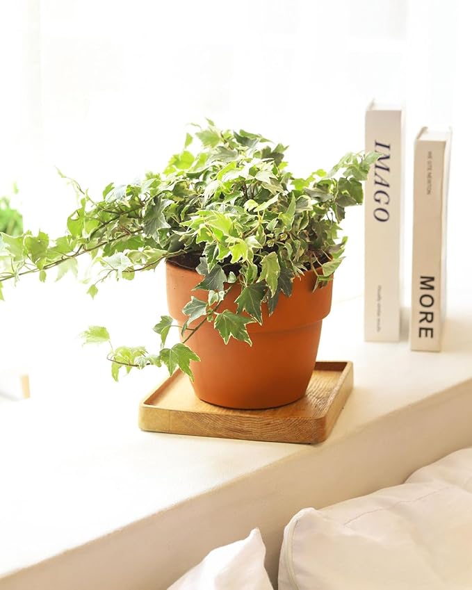 Golden English Ivy (6 inch) - Air-Purifying Houseplants - 4/6 inch Unique Live Decorative Houseplants - Low-Maintenance Indoor Plants, House Warming Gift, Natural Air Purifier