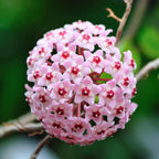 Hoya Krimson Princess, Hoya Carnosa Vareiagata, Live Hoya Plant, Live Arriaval Guarantee! (4" Pot with 2 or More Plants)