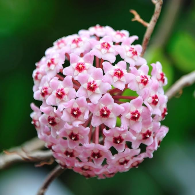Tricolor Hoya Krimson Princess Available in 2",4", & 6" Pot, Hoya Carnosa Vareiagata, Live Hoya Plant(6" Pot with Multiple Plants)