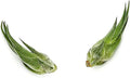 ragnaroc Air Plants - Tillandsia Seleriana, Large 4-6" - 2ct - Live Arrival Guaranteed - House Plants for Home Decor & Gift