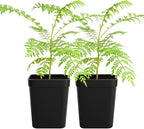 My Shelfie - Mini Jacaranda Tree, 3-4 Inch Tall Bonsai Tree in 2-Inch Pot, Live Plants Outdoor Hardiness Zones 9-11, Bonsai Live with Purple Flowers (2)