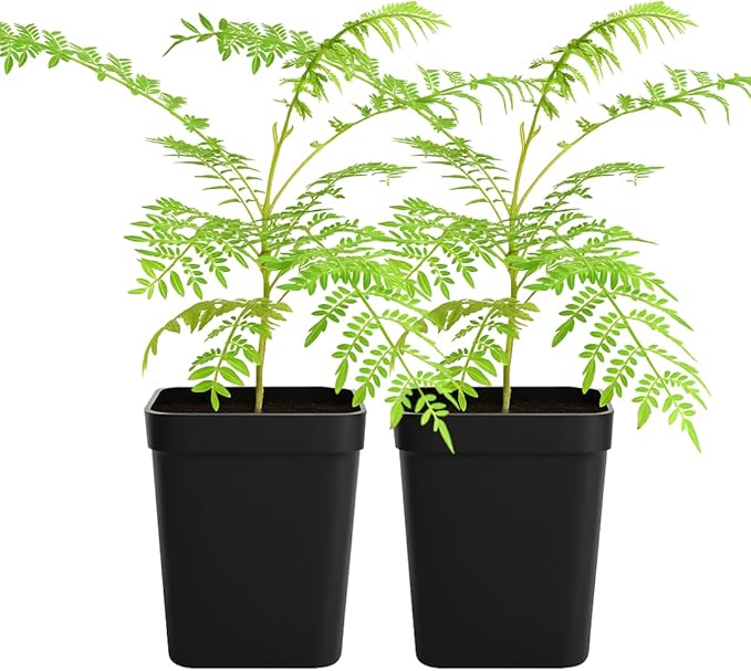 My Shelfie - Mini Jacaranda Tree, 3-4 Inch Tall Bonsai Tree in 2-Inch Pot, Live Plants Outdoor Hardiness Zones 9-11, Bonsai Live with Purple Flowers (2)
