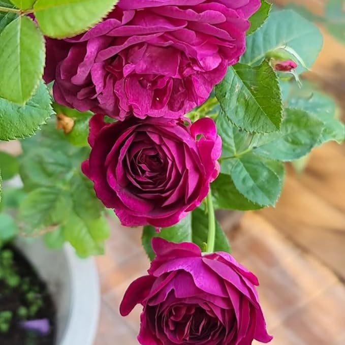 Purple Climbing Rose Live Plant, Can Grow As Rose Bushes Shrubs, Fragrant Ready to Plant, Starter Size, 5 to 10 Inc Tall, Dormant in Winter