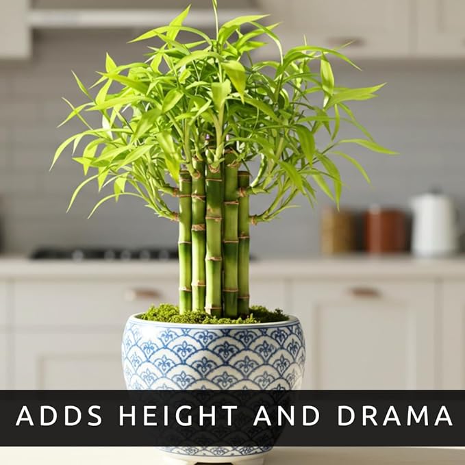 Japanese Bamboo Bonsai Forest Seeds – 100 Premium Seeds for Indoor Outdoor Planting, Create Mini Zen Garden, Fast Growing Ornamental Bamboo for Containers, Patio Décor & DIY Bonsai Projects
