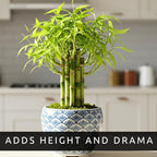 Japanese Bamboo Bonsai Forest Seeds – 100 Premium Seeds for Indoor Outdoor Planting, Create Mini Zen Garden, Fast Growing Ornamental Bamboo for Containers, Patio Décor & DIY Bonsai Projects