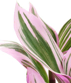 Shop Succulents Tradescantia Nanouk, Hanging Live Indoor Plant, Easy Care Hanging Trailing Houseplant in Nursery Pot, Air Purifying Plant in Soil, Housewarming, Home Décor, 6 Inch Pot