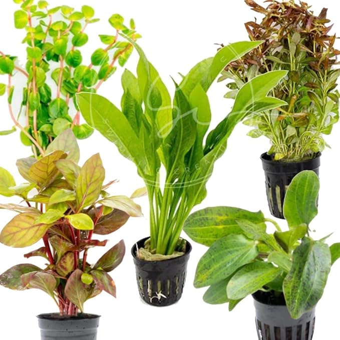 Swimming Creatures™ Live Aquarium Plants (5 Potted Plants)