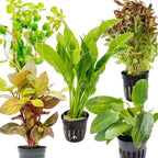 Swimming Creatures™ Live Aquarium Plants (5 Potted Plants)