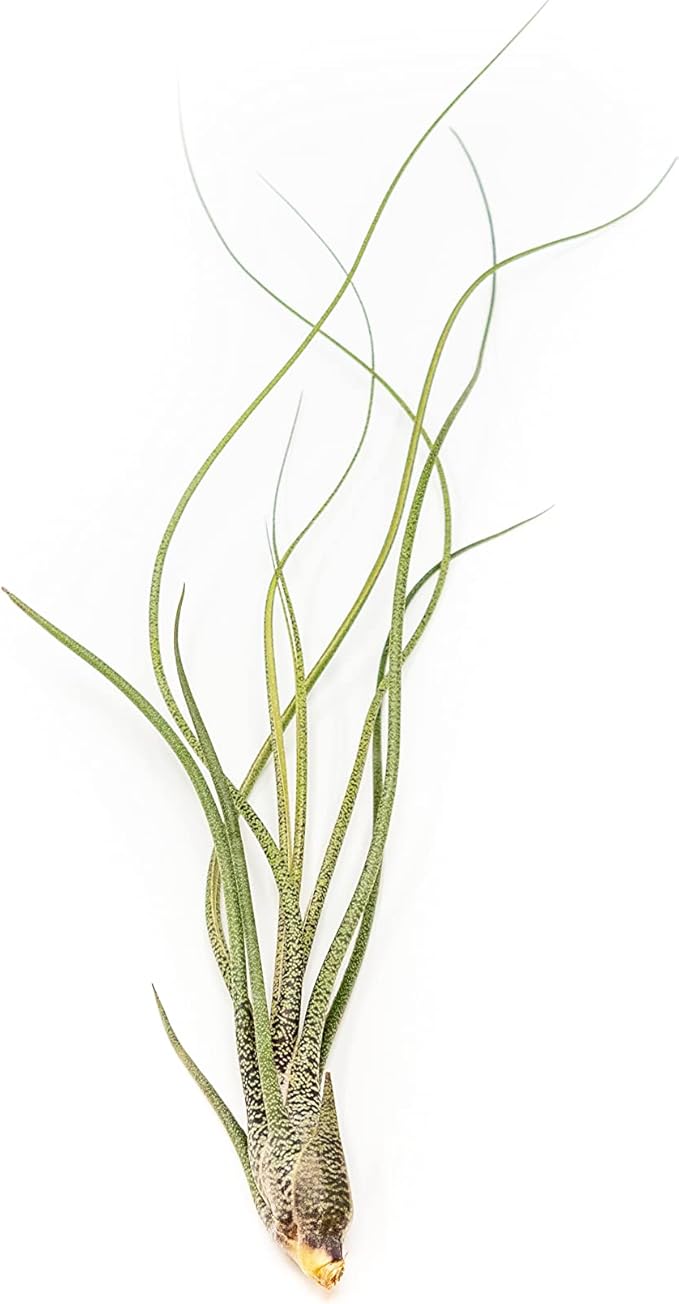 6 Pack of Wild Ones Air Plants -Tillandsia Caput Medusae, Butzii & Bulbosa Guatemala -Air Plants Live Succulent House Plants for Holders -Available in Wholesale/Bulk- Easy Care Indoor/Outdoor Plants