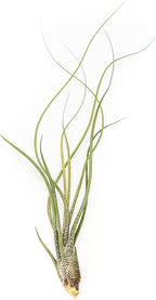 6 Pack of Wild Ones Air Plants -Tillandsia Caput Medusae, Butzii & Bulbosa Guatemala -Air Plants Live Succulent House Plants for Holders -Available in Wholesale/Bulk- Easy Care Indoor/Outdoor Plants