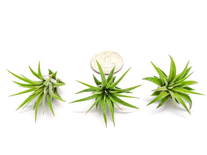 Fairy Garden Tillandsia Air Plants Live Indoor Plants (50PK), Terrarium Plants Live Houseplants Fairy Garden Accessories, Live Plants Indoor Fairy Garden Kit, Air Plant Lover Gifts by Plants for Pets