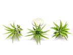 Fairy Garden Tillandsia Air Plants Live Indoor Plants (100PK), Terrarium Plants Live Houseplants Fairy Garden Accessories, Live Plants Indoor Fairy Garden Kit, Air Plant Lover Gifts by Plants for Pets