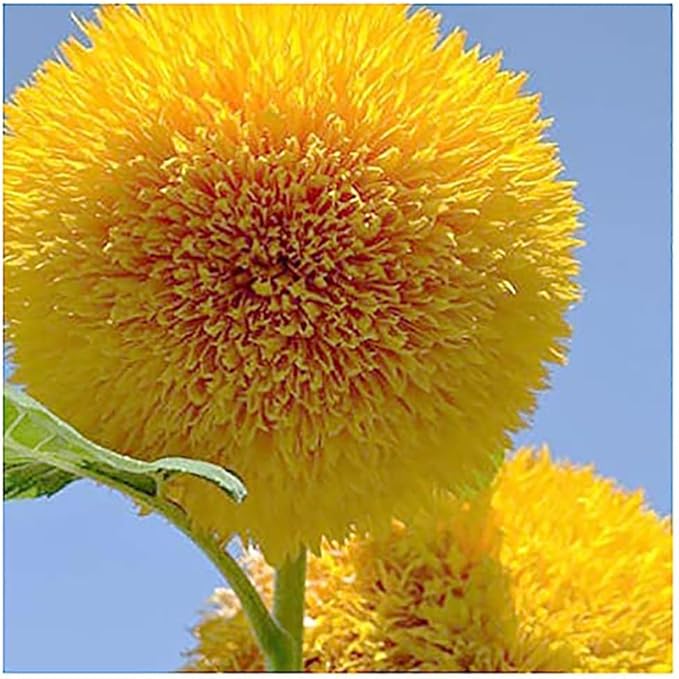 Marde Ross & Company Teddy Bear Sunflower Seeds 30+ Giant, Fluffy Blooms Heirloom Flower Seeds for Outdoor Planting Grows up to 7' Tall in Full Sun - Grown in the USA