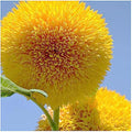 Marde Ross & Company Teddy Bear Sunflower Seeds 30+ Giant, Fluffy Blooms Heirloom Flower Seeds for Outdoor Planting Grows up to 7' Tall in Full Sun - Grown in the USA