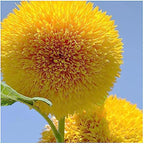 Marde Ross & Company Teddy Bear Sunflower Seeds 30+ Giant, Fluffy Blooms Heirloom Flower Seeds for Outdoor Planting Grows up to 7' Tall in Full Sun - Grown in the USA