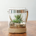Air Plant Low Light House Plants Box 10PK, Tillandsia Air Plants Live Houseplants Live Indoor Plants Live Succulents Plants Live Terrarium Plants Live, Air Plant Holder Airplant Kit by Plants for Pets