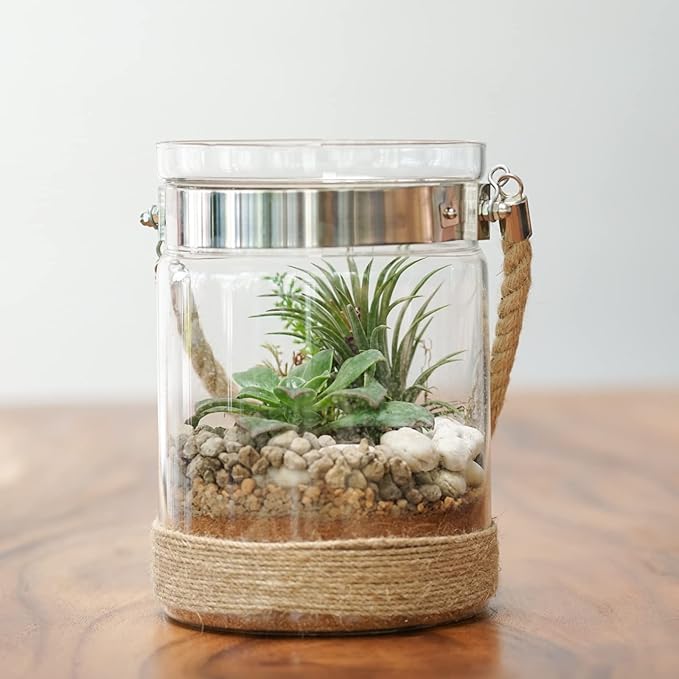 Air Plant Low Light House Plants Box 10PK, Tillandsia Air Plants Live Houseplants Live Indoor Plants Live Succulents Plants Live Terrarium Plants Live, Air Plant Holder Airplant Kit by Plants for Pets