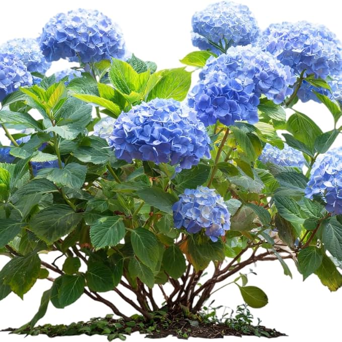 2 Blue Hydrangea Live Plants for Planting | 12-24" Rooted Cuttings | Cold-Hardy Macrophylla Flowering Shrub | Dormant Plant