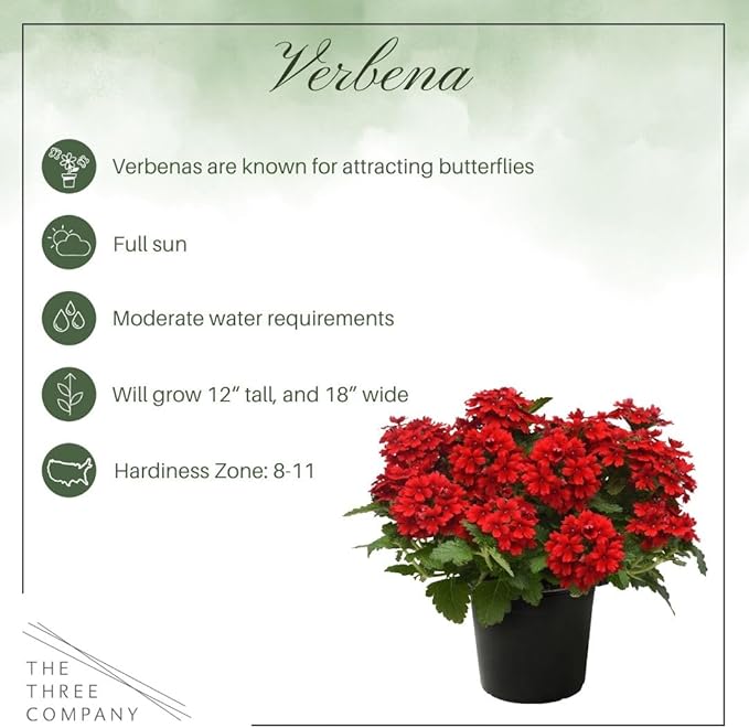 Live Flowering Verbena - Shades of Red (3 Plants Per Pack) - Healthy Flowering Plant - Beautiful Spring Color - 10" Tall by 5" Wide in 1Qt Pot