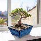 Set of 2 Large Blue Glazed Ceramic Bonsai Pots, 10" Rectangular Bonsai Planters Pots with Drainage Hole for Indoor/Outdoor Plants, Bonzie Tree Pot for Succulents, Cacti, Orchids, Herbs, Spider Plants