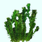 Anacharis Egeria Densa Bunch Live Aquarium Plants (Rooted in 2 Inch Pot)