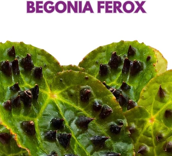 Harmony Foliage Begonia Ferox Rare with Spikes 4 inch