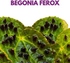 Harmony Foliage Begonia Ferox Rare with Spikes 4 inch