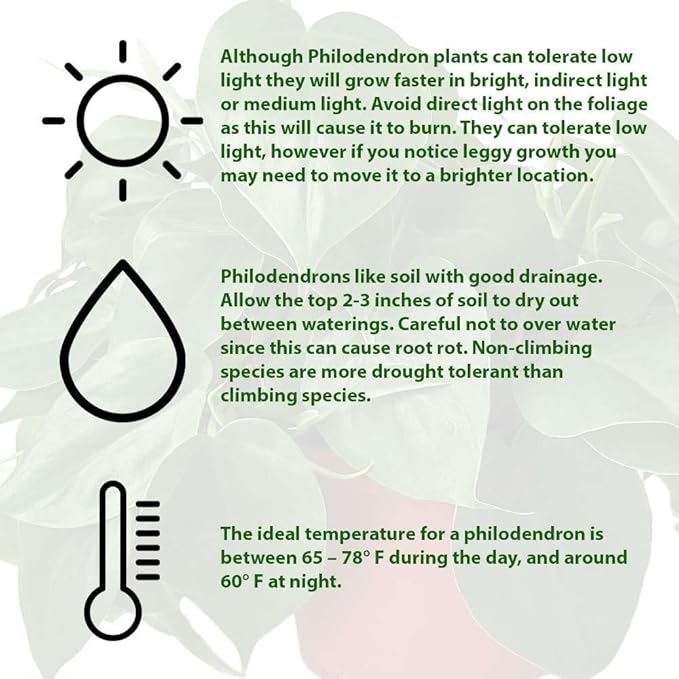 Philodendron Cordatum Heartleaf Live Plant for Indoor | Different Houseplants in 4'' & 6'' Pot | Real House Plant for Living Room, Office, Desk & Bathroom
