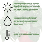 Philodendron Cordatum Heartleaf Live Plant for Indoor | Different Houseplants in 4'' & 6'' Pot | Real House Plant for Living Room, Office, Desk & Bathroom